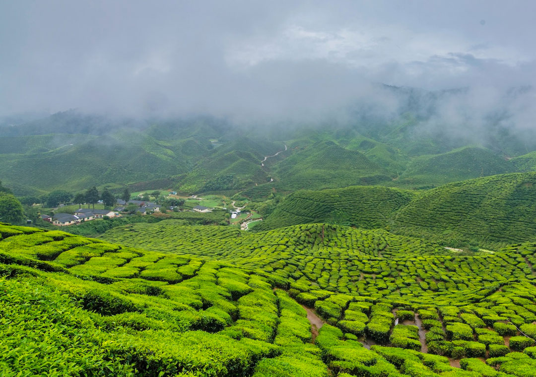 Cameron Highlands Day Trip with Private Car & Tour Guide (Round Trip for 4 Pax)